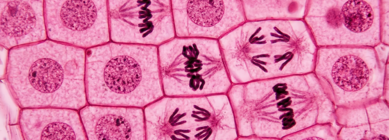 Nyhedsopslag billede (4)